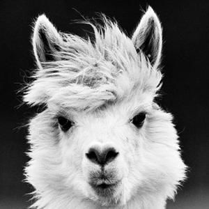 Meet your Posher, Elsie